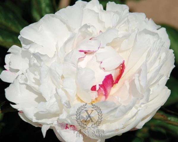 Peony Festiva Dream