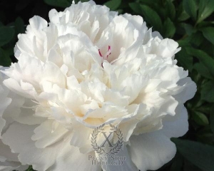 Thumbnail of Peony Festiva Maxima, image 1 of 2