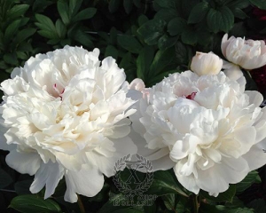 Thumbnail of Peony Festiva Maxima, image 2 of 2