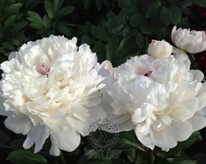 Thumbnail of Peony Festiva Maxima, image 2 of 2