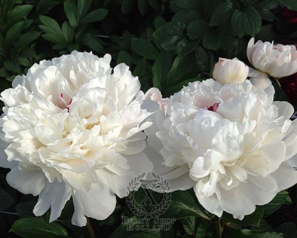 Peony Festiva Maxima, image 2 of 2