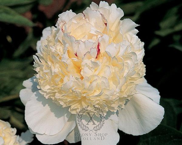 Peony Festiva Pixie