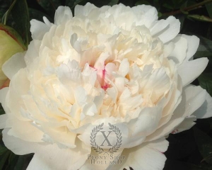 Thumbnail of Peony Festiva Powder Puff, image 1 of 1