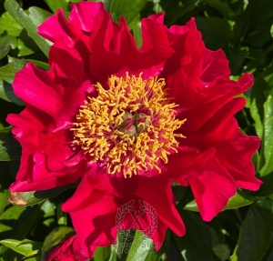 Thumbnail of Peony Fire of Rome, image 1 of 6