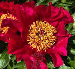 Thumbnail of Peony Fire of Rome, image 2 of 6