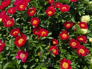 Thumbnail of Peony Fire of Rome, image 3 of 6