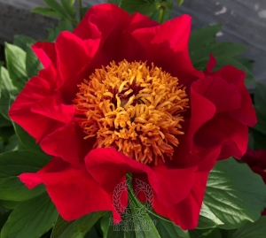 Thumbnail of Peony Fire of Rome, image 6 of 6
