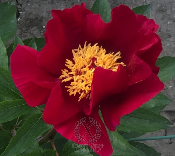 Peony Fire of Vesta, image 1 of 1