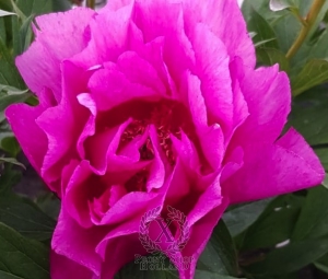 Thumbnail of Peony First Arrival, image 1 of 2