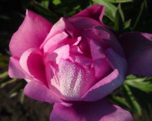 Thumbnail of Peony First Arrival, image 2 of 2