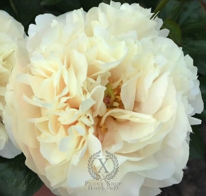 Thumbnail of Peony Flavius Theodosius®, image 1 of 1