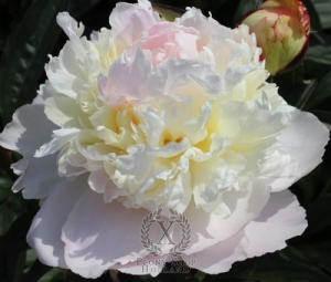 Thumbnail of Peony Florence Nicholls, image 1 of 3