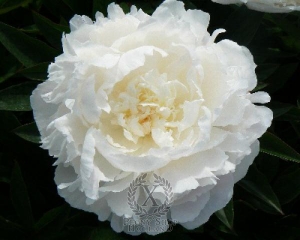 Thumbnail of Peony Florence Nicholls, image 2 of 3