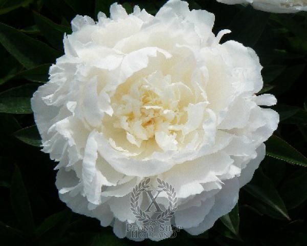 Peony Florence Nicholls, image 2 of 3