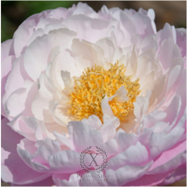 Peony Flying Pink Saucers