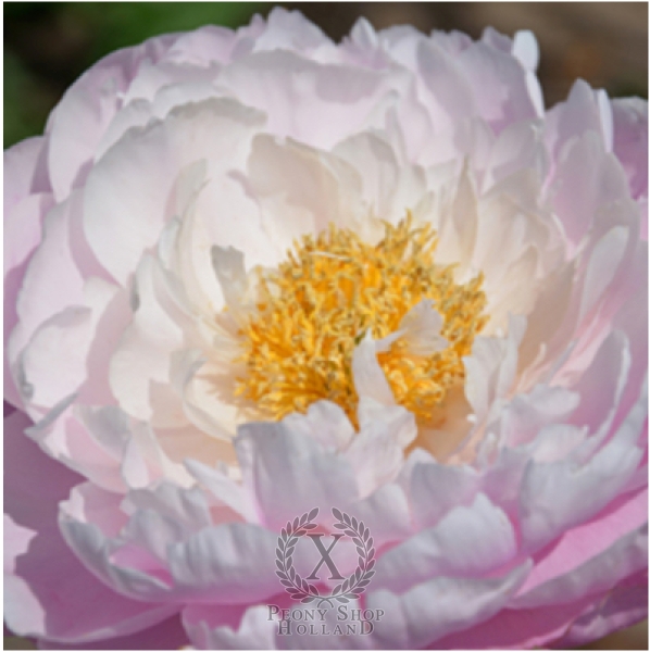 Peony Flying Pink Saucers