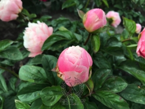 Thumbnail of Peony Forrest Nymph, image 2 of 2