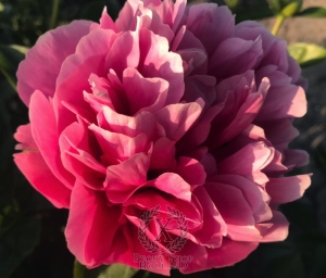 Thumbnail of Peony Fortuna Redux, image 1 of 4