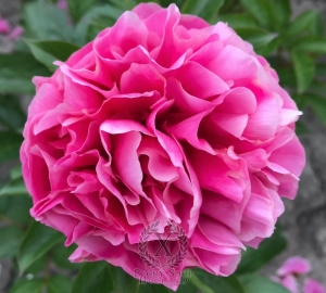 Thumbnail of Peony Fortuna Redux, image 2 of 4