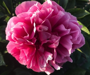 Thumbnail of Peony Fortuna Redux, image 3 of 4