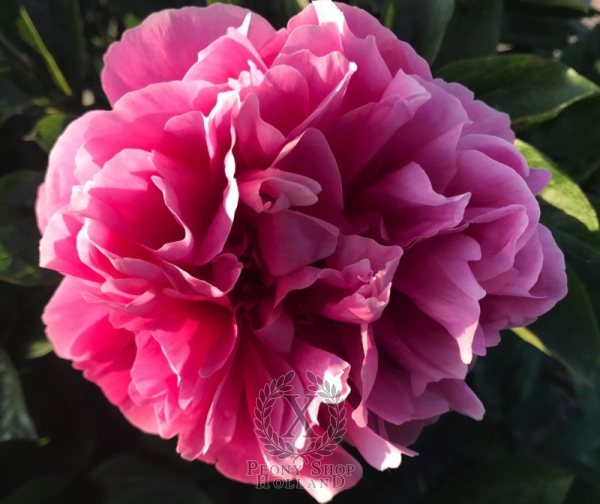 Peony Fortuna Redux, image 3 of 4