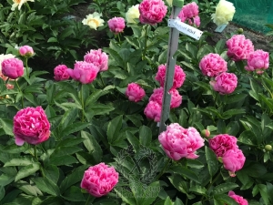 Thumbnail of Peony Fortuna Redux, image 4 of 4