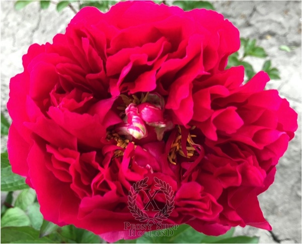 Peony Fountain of Youth