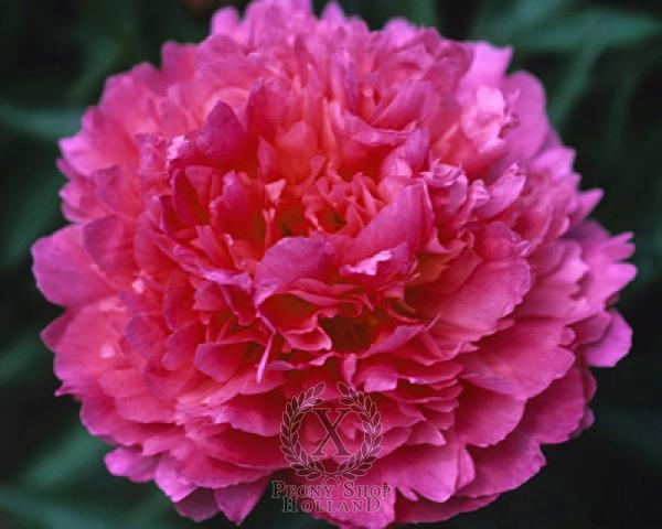 Peony Fragrant Pink Imp