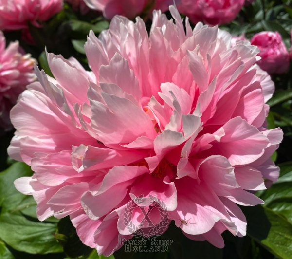 Peony Fretensis