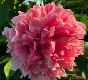 Thumbnail of Peony Fretensis, image 2 of 4