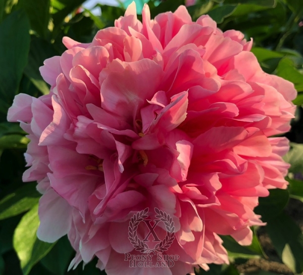 Peony Fretensis, image 2 of 4