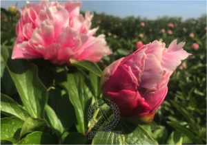 Thumbnail of Peony Fretensis, image 3 of 4