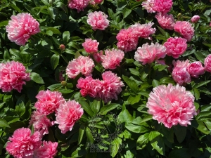 Thumbnail of Peony Fretensis, image 4 of 4