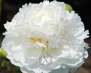 Thumbnail of Peony Fringed Ivory, image 1 of 2