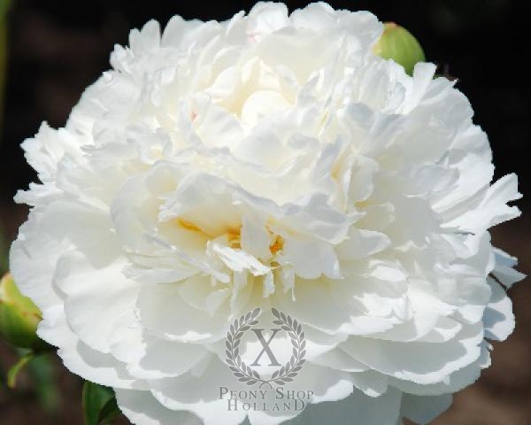 Peony Fringed Ivory