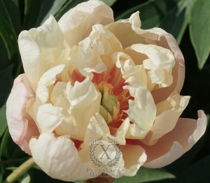 Thumbnail of Peony Fruity Flash, image 1 of 2