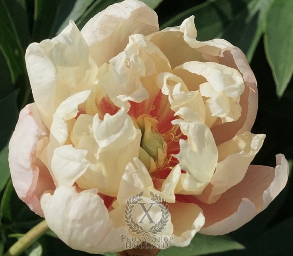 Peony Fruity Flash
