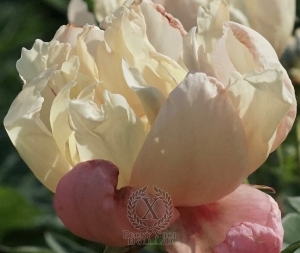 Thumbnail of Peony Fruity Flash, image 2 of 2