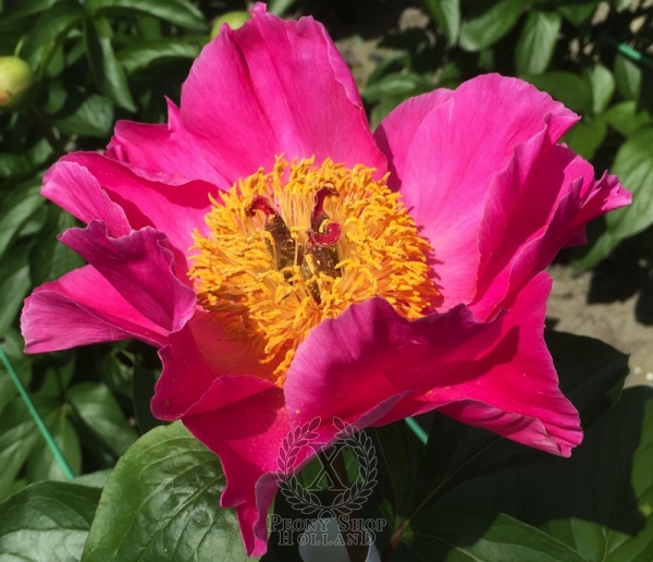 Peony Fulminata