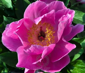 Thumbnail of Peony Fulminata, image 2 of 5