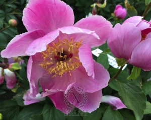 Thumbnail of Peony Fulminata, image 3 of 5