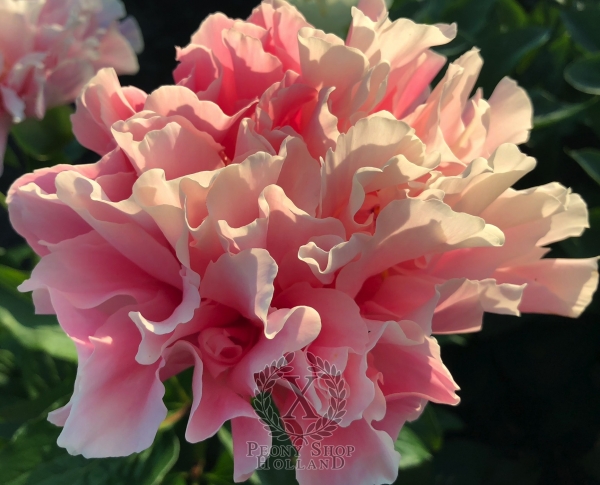 Peony Furrina, image 1 of 9