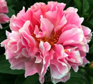 Thumbnail of Peony Furrina, image 2 of 9