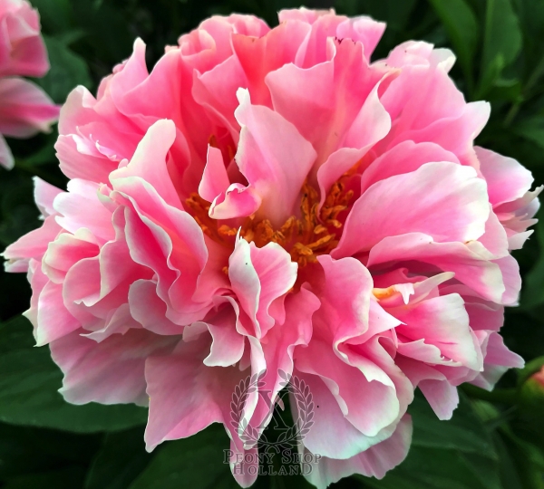 Peony Furrina, image 2 of 9