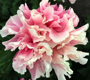 Thumbnail of Peony Furrina, image 3 of 9