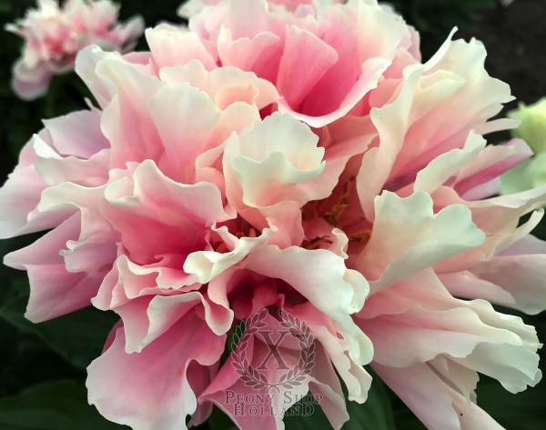 Peony Furrina, image 4 of 9