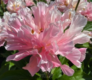 Thumbnail of Peony Furrina, image 6 of 9