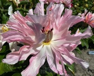 Thumbnail of Peony Furrina, image 7 of 9