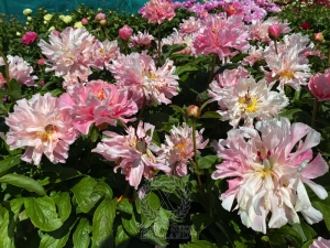 Thumbnail of Peony Furrina, image 8 of 9