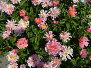 Thumbnail of Peony Furrina, image 9 of 9